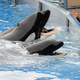 Image for article titled SeaWorld offering free beers again for anyone still wanting to go to SeaWorld